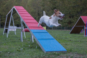 Curs d’introducció a l’Agility amb Ramon Diago