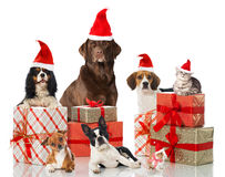 christmas-pets-isolated-white-36099949